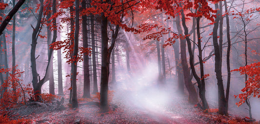 Wandbild NEBEL IM HERBSTWALD 33x70 cm – Leinwandbild Keilrahmen Deko modern