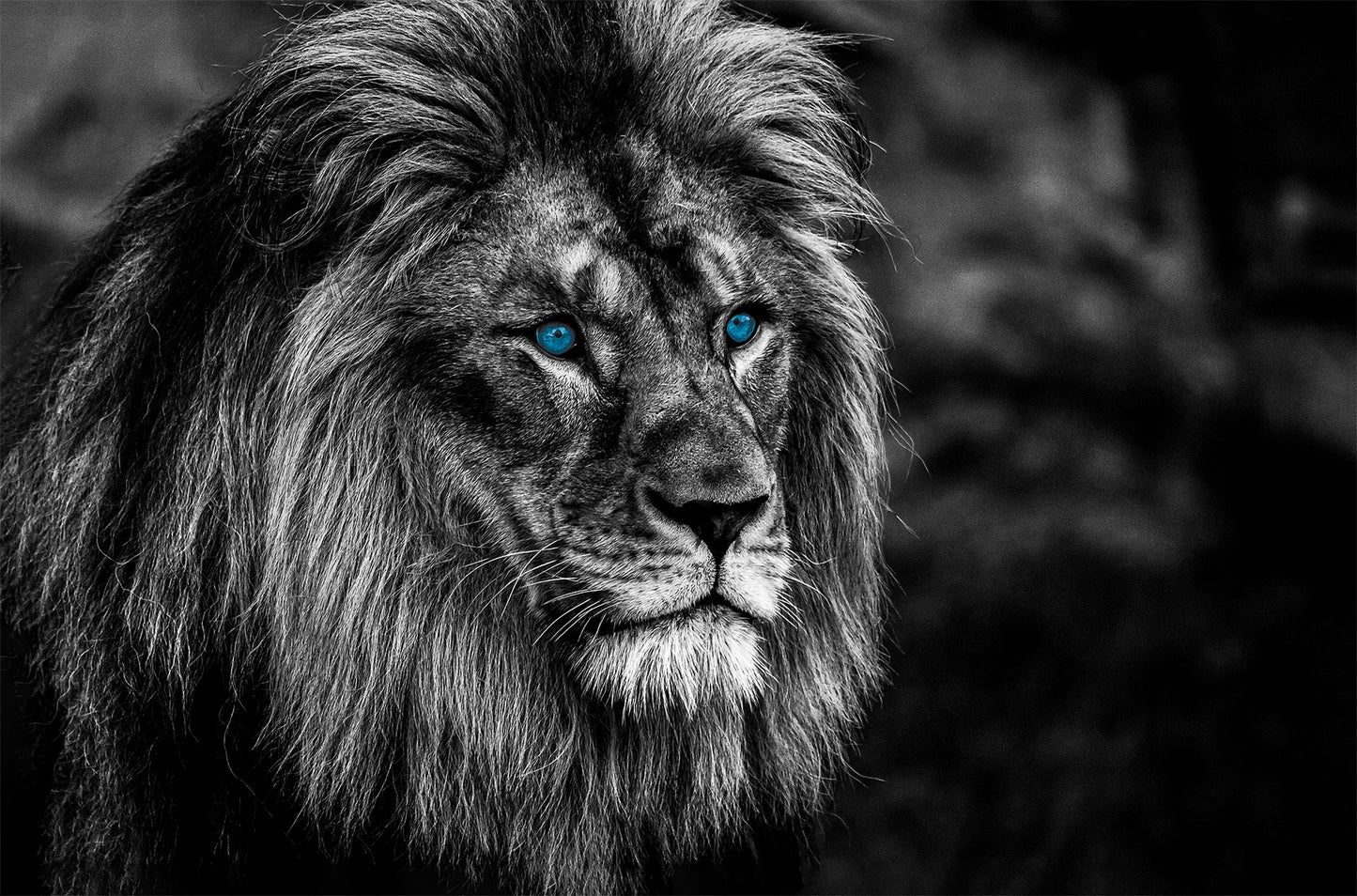 Wandbild LÖWE 78x118 cm – Leinwandbild Keilrahmen Deko modern