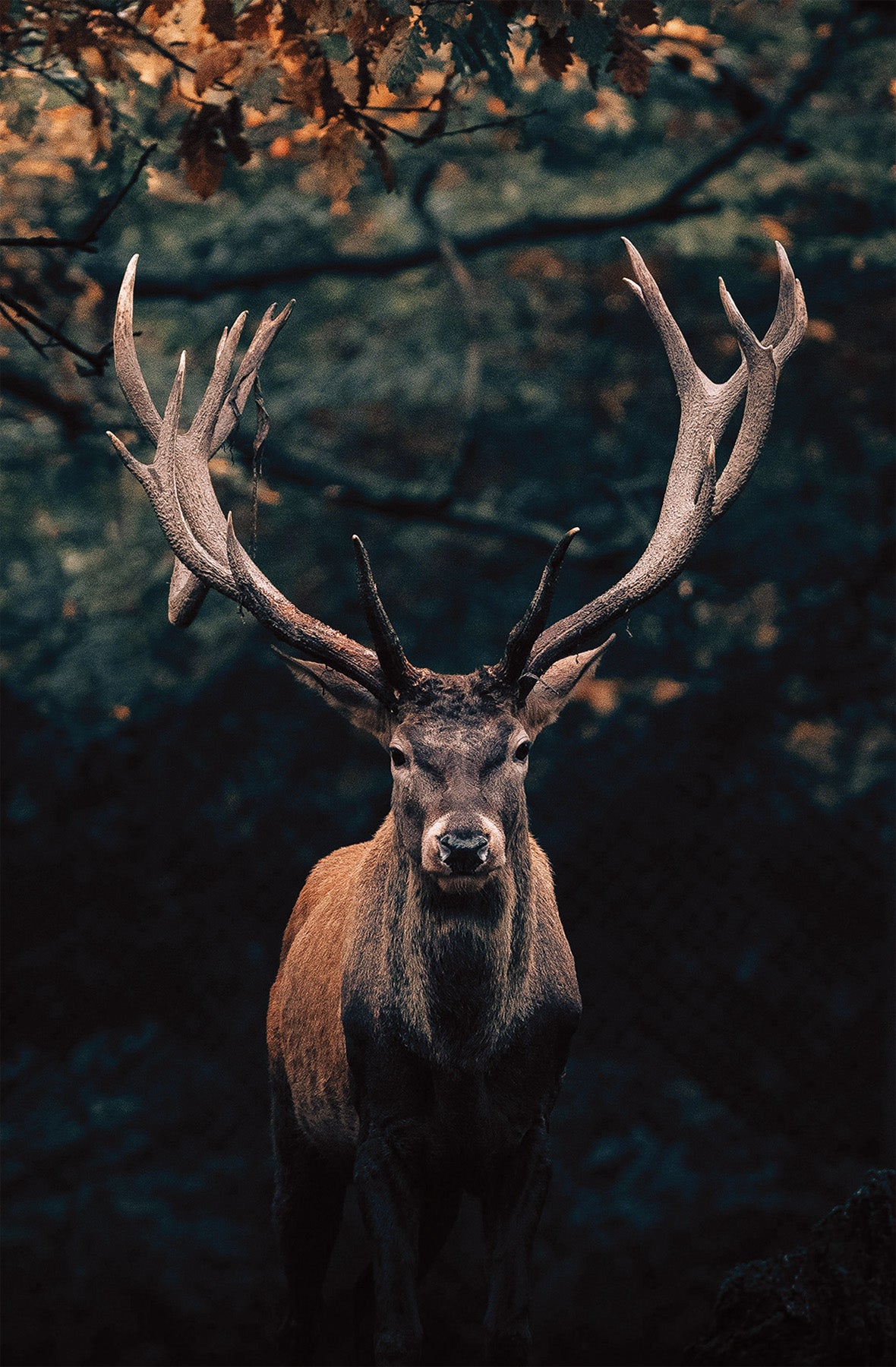 Wandbild HIRSCH IM WALD 78x118 cm – Leinwandbild Keilrahmen Deko modern
