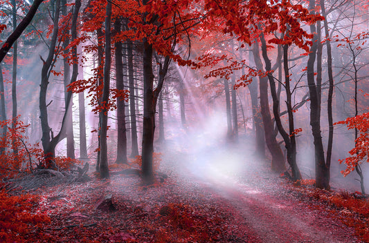Wandbild NEBEL IM ROTEN WALD 78x118 cm – Leinwandbild Keilrahmen Deko modern