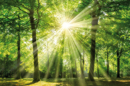 Wandbild WALD MIT SONNENSTRAHLEN 78x118 cm – Leinwandbild Keilrahmen Deko modern
