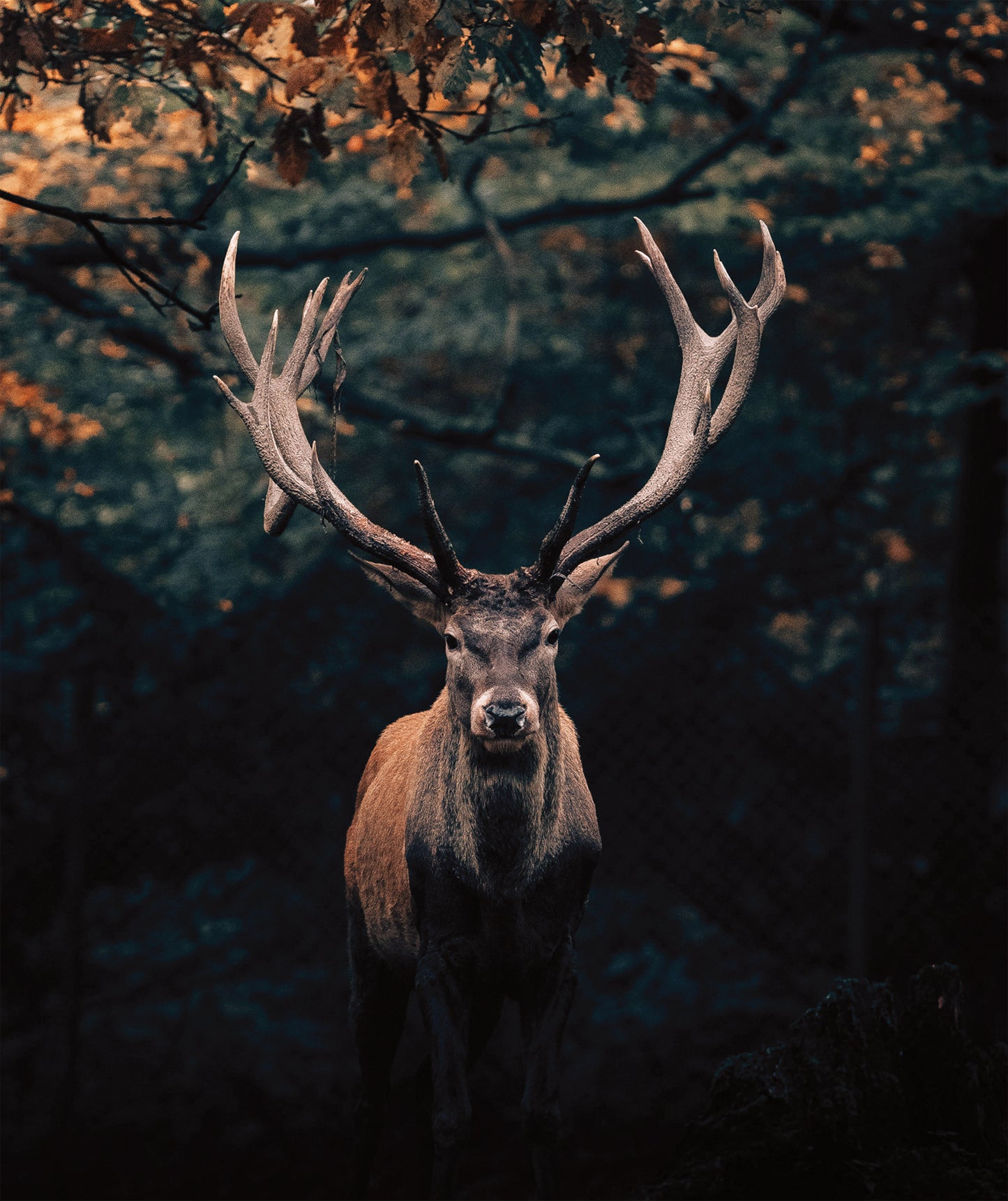 Wandbild HIRSCH IM WALD XXL 118x140 cm – Leinwandbild Keilrahmen Deko modern