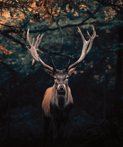 Wandbild HIRSCH IM WALD XXL 118x140 cm – Leinwandbild Keilrahmen Deko modern