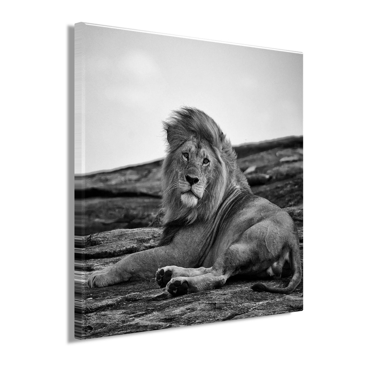 Wandbild Löwe 35x35 cm – Leinwandbild Keilrahmen Deko modern - Seitenansicht