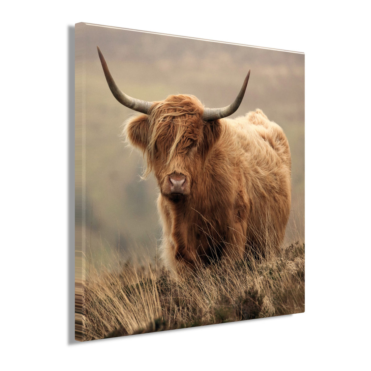 Wandbild HOCHLANDRIND 35x35 cm – Leinwandbild Keilrahmen Deko modern - Seitenansicht