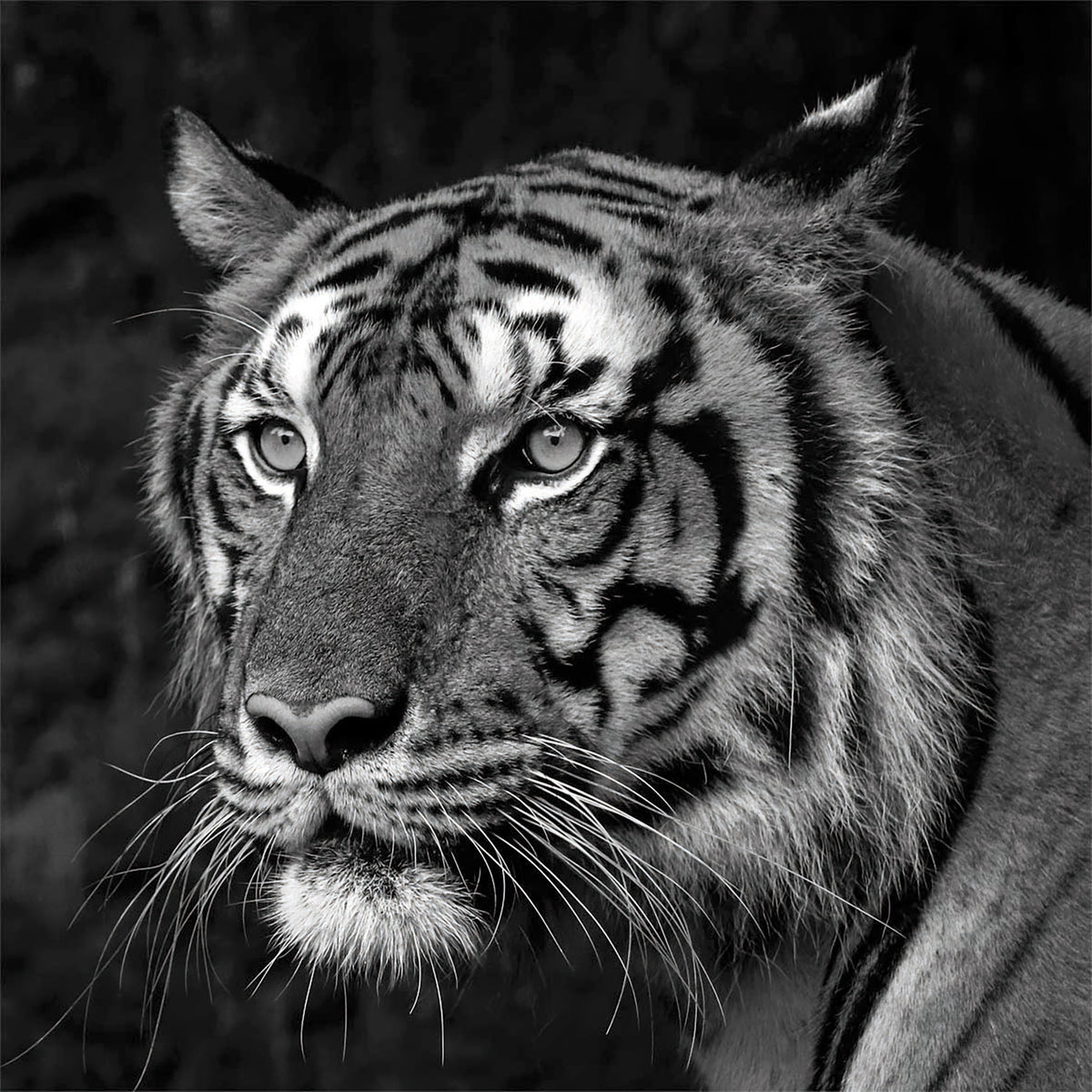 Wandbild TIGER SCHWARZWEIß 35x35 cm – Leinwandbild Keilrahmen Deko modern
