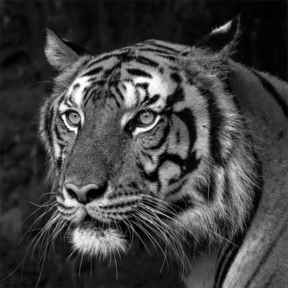 Wandbild TIGER SCHWARZWEIß 35x35 cm – Leinwandbild Keilrahmen Deko modern