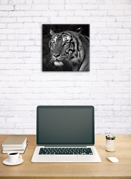 Wandbild TIGER SCHWARZWEIß 35x35 cm – Leinwandbild Keilrahmen Deko modern - Ambiente 1