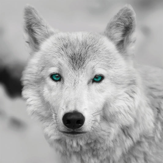 Wandbild WOLF MIT GRÜNEN AUGEN 35x35 cm – Leinwandbild Keilrahmen Deko modern