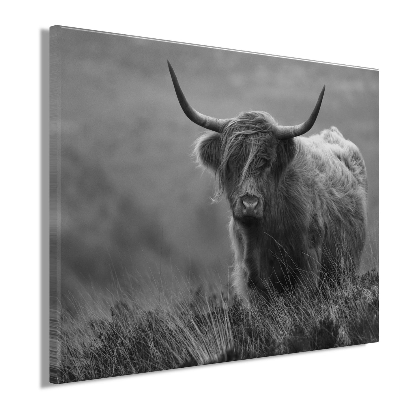 Wandbild HOCHLANDRIND SW 46x61 cm – Leinwandbild Keilrahmen Deko modern - Seitenansicht