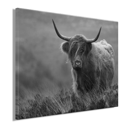 Wandbild HOCHLANDRIND SW 46x61 cm – Leinwandbild Keilrahmen Deko modern - Seitenansicht