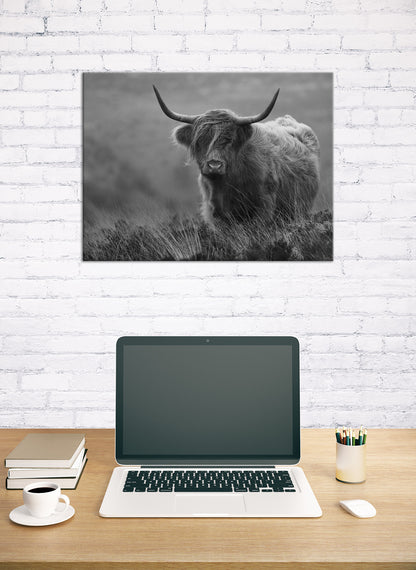Wandbild HOCHLANDRIND SW 46x61 cm – Leinwandbild Keilrahmen Deko modern - Ambiente 2
