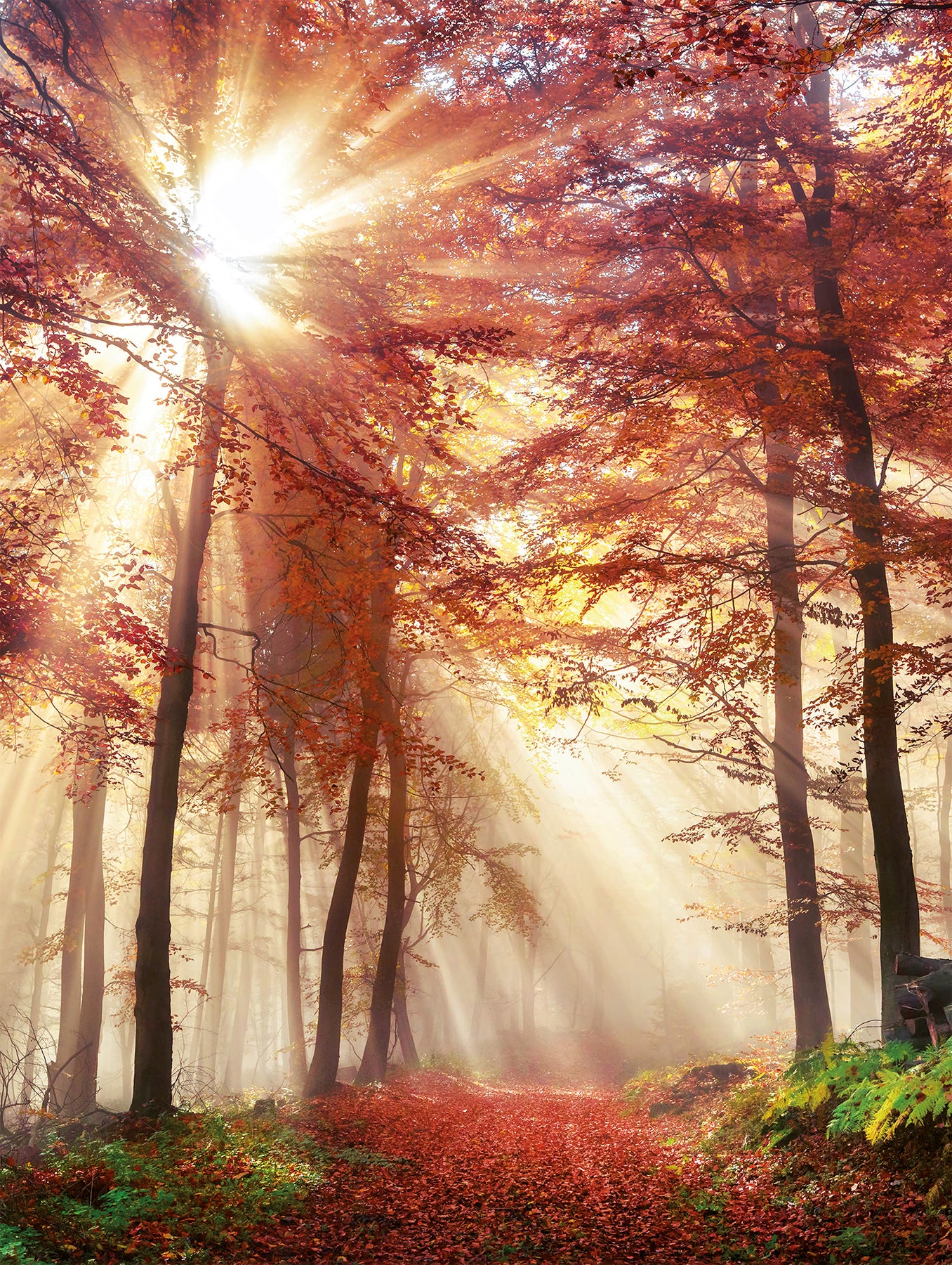 Wandbild HERBSTWALD 46x61 cm – Leinwandbild Keilrahmen Deko modern
