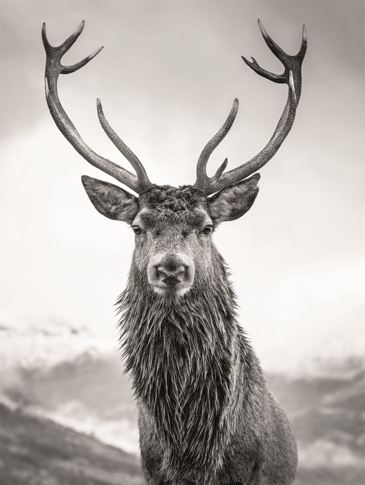 Wandbild HIRSCH 46x61 cm – Leinwandbild Keilrahmen Deko modern
