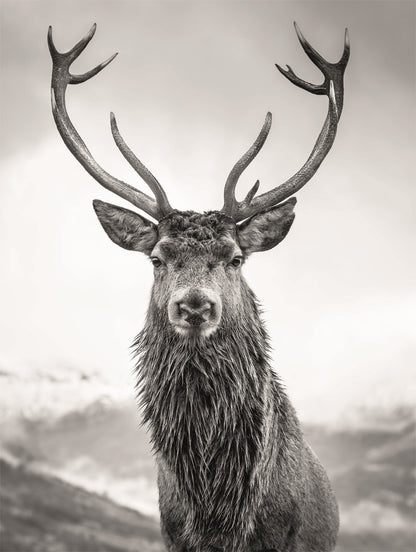 Wandbild HIRSCH 46x61 cm – Leinwandbild Keilrahmen Deko modern
