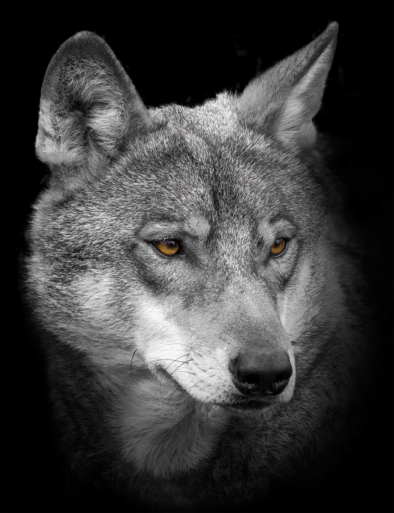 Wandbild WOLF 46x61 cm – Leinwandbild Keilrahmen Deko modern