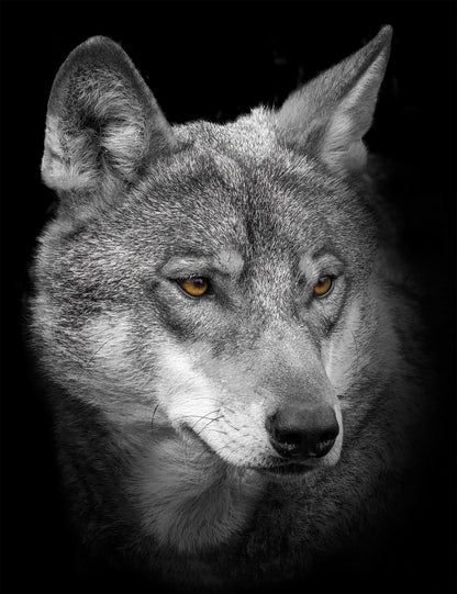 Wandbild WOLF 46x61 cm – Leinwandbild Keilrahmen Deko modern