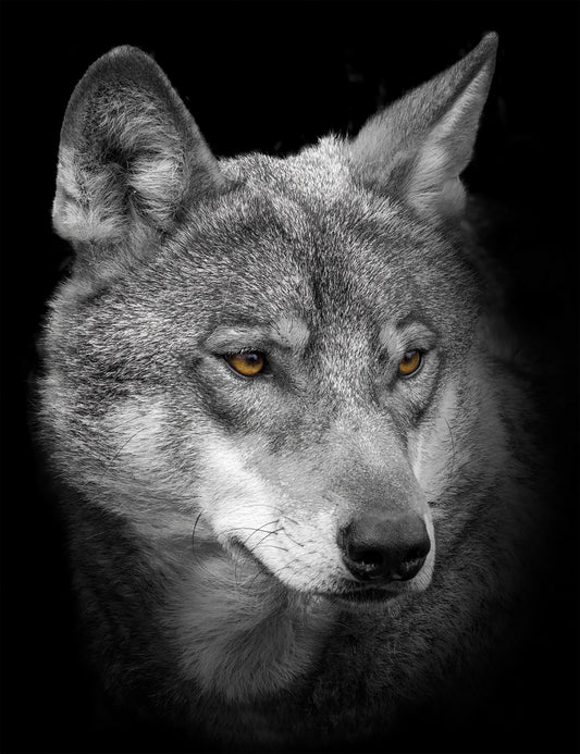 Wandbild WOLF 46x61 cm – Leinwandbild Keilrahmen Deko modern