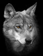 Wandbild WOLF 46x61 cm – Leinwandbild Keilrahmen Deko modern