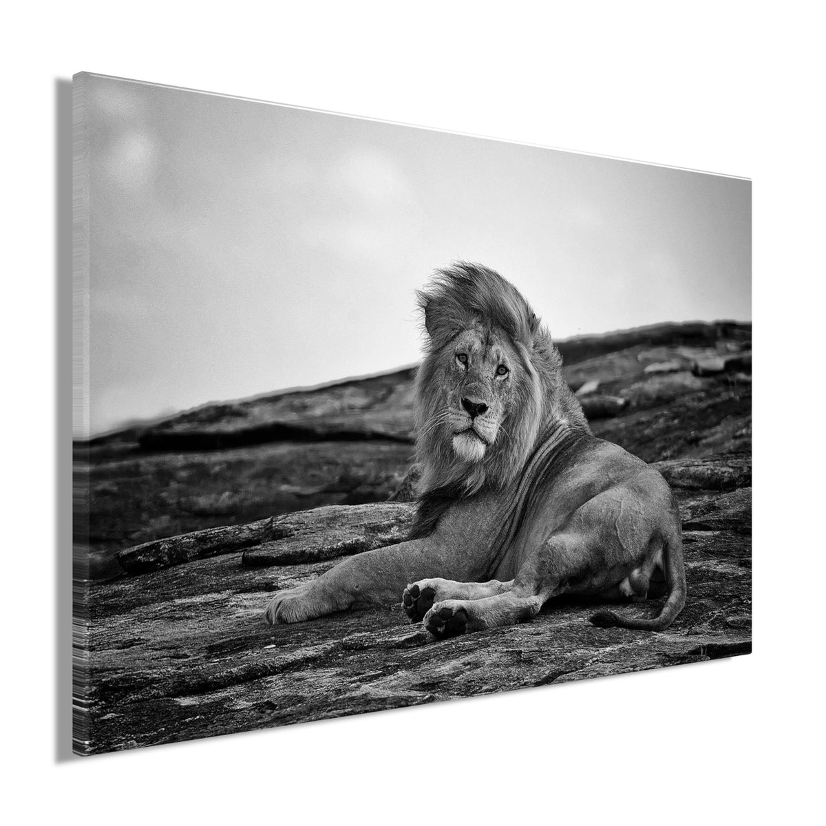 Wandbild LIEGENDER LÖWE 60x90 cm – Leinwandbild Keilrahmen Deko modern - Seitenansicht