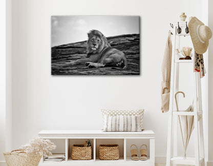 Wandbild LIEGENDER LÖWE 60x90 cm – Leinwandbild Keilrahmen Deko modern - Ambiente 1