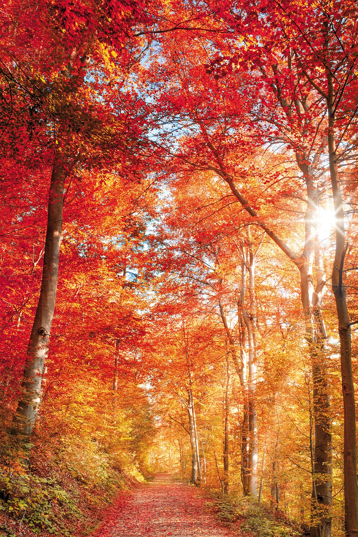 Wandbild BUNTER HERBSTWALD 60x90 cm – Leinwandbild Keilrahmen Deko modern