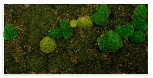 Moosbild "Mix Moos" 60x120 cm, weißer Rahmen