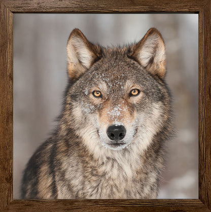 Wandbild gerahmt WOLF 35x35 cm – Tierbild Natur Wanddeko