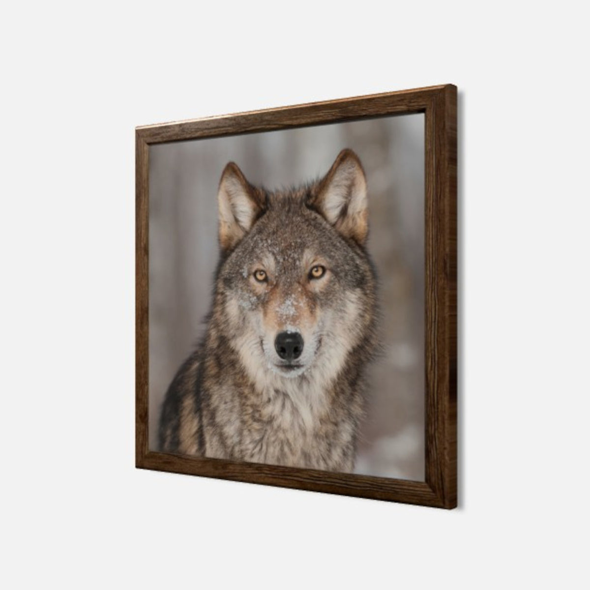 Wandbild gerahmt WOLF 35x35 cm – Tierbild Natur Wanddeko - Seitenansicht