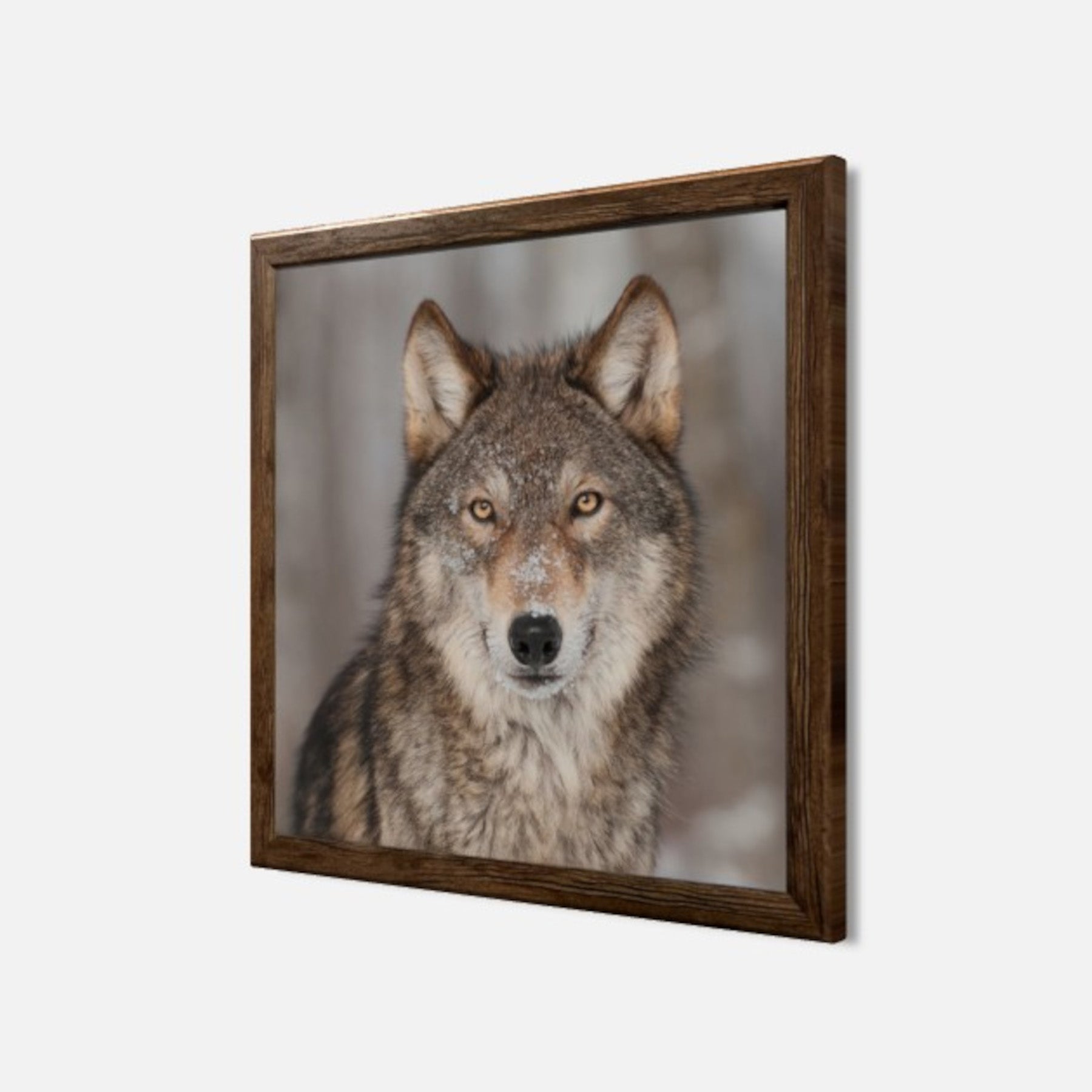 Wandbild gerahmt WOLF 35x35 cm – Tierbild Natur Wanddeko - Seitenansicht