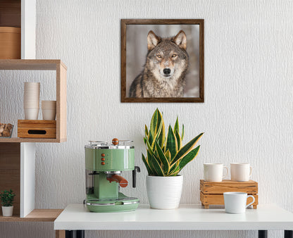 Wandbild gerahmt WOLF 35x35 cm – Tierbild Natur Wanddeko - Ambiente 2