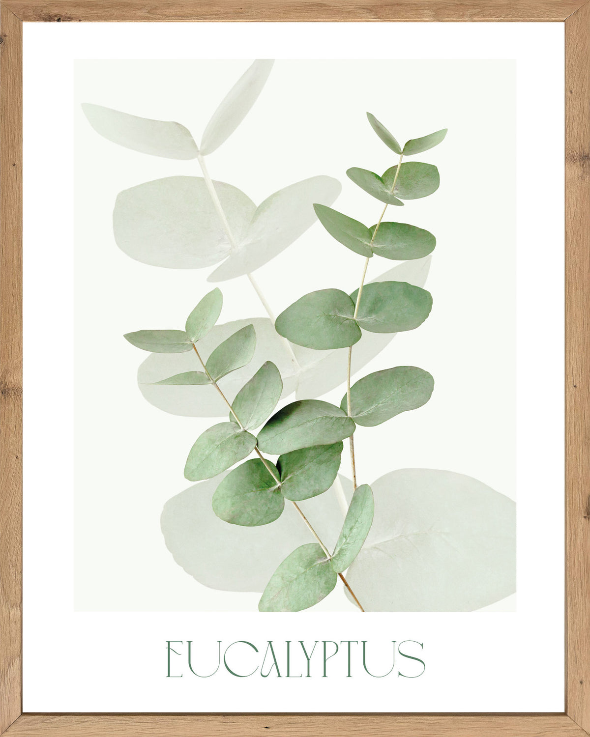Wandbild gerahmt EUCALYPTUS 40x50 cm – Botanik Wanddeko Boho Scandi