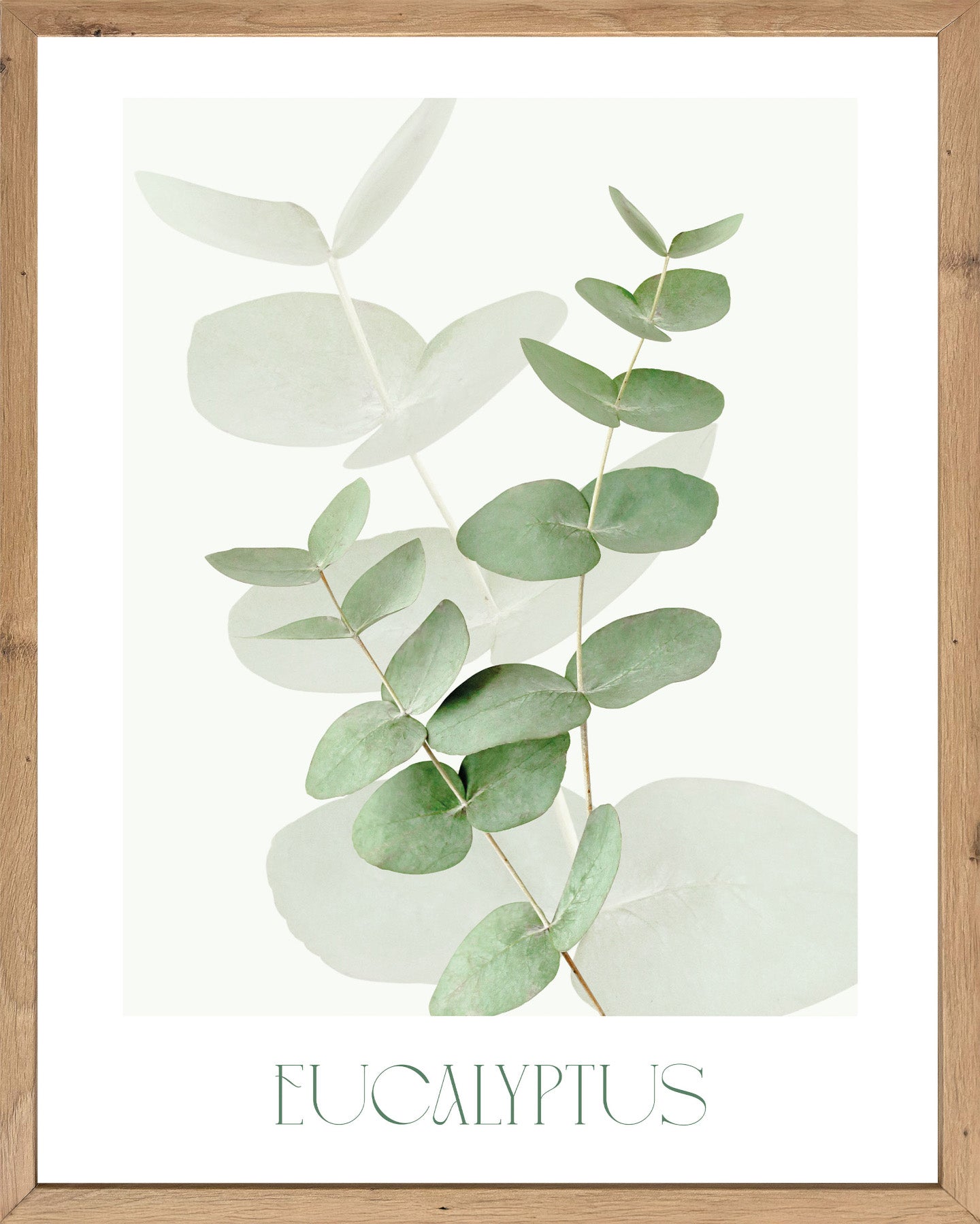 Wandbild gerahmt EUCALYPTUS 40x50 cm – Botanik Wanddeko Boho Scandi