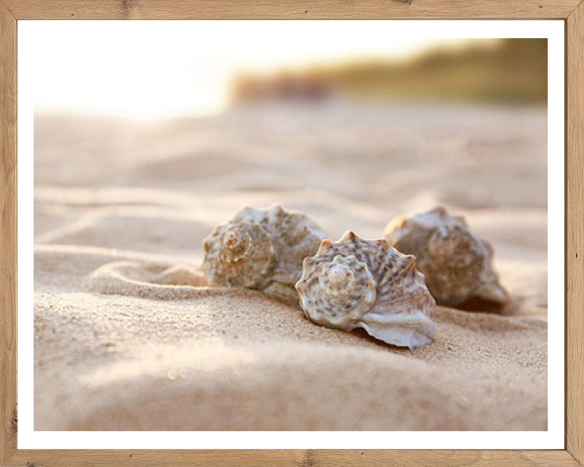 Wandbild gerahmt MUSCHELN AM STRAND 40x50 cm – Maritime Wanddeko Natur