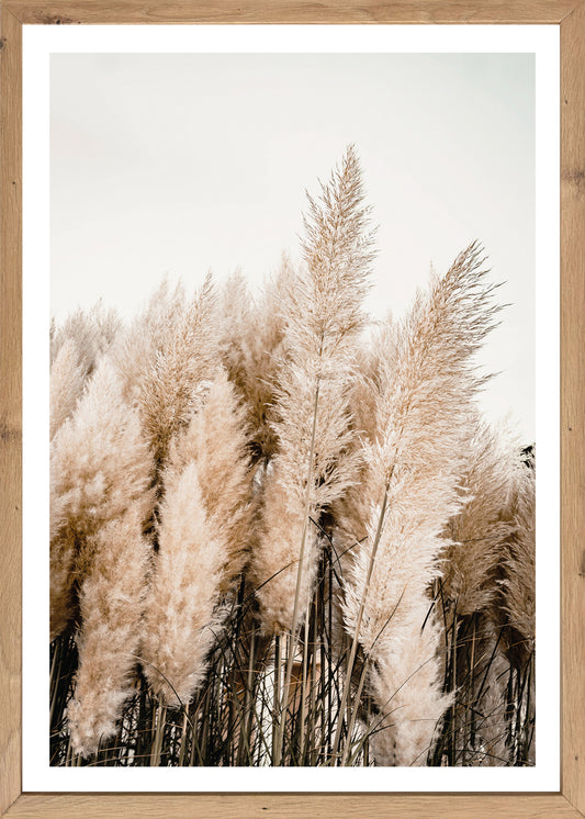 Wandbild gerahmt PAMPASGRAS 50x70 cm – Natürliches Gräsermotiv in Beige